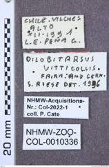 Etikette zu Dilobitarsus vitticollis (NHMW-ZOO-COL-0010336)